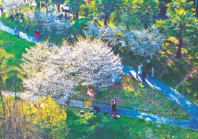 大渡口：樱花盛放春如许