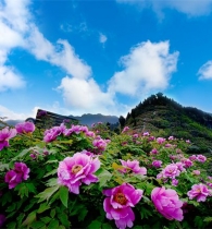 2025年垫江牡丹文化节今日开幕