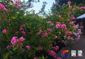 铜梁：巴川河畔紫薇花开 邂逅“家门口的风景线”